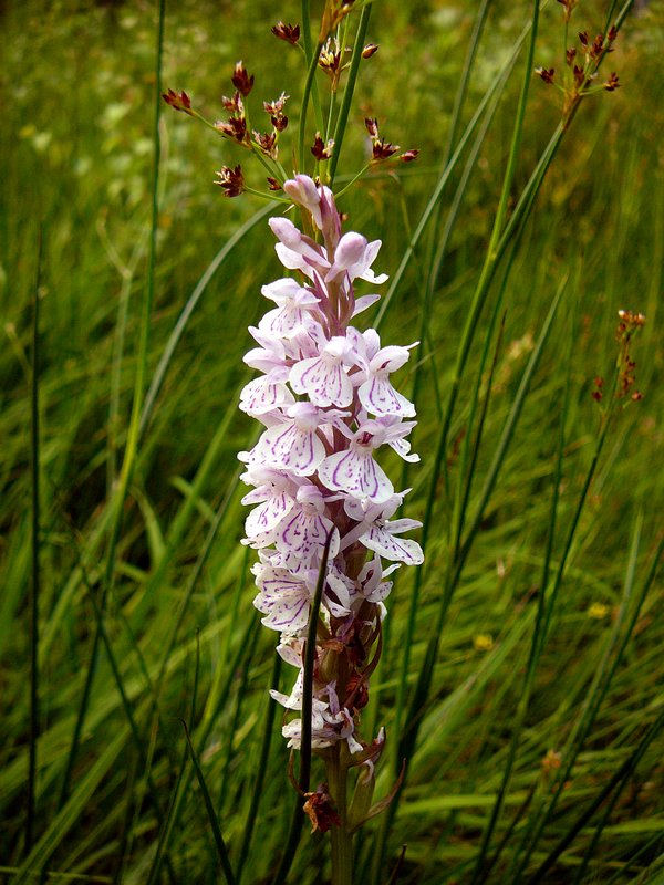 Orchis tacheté